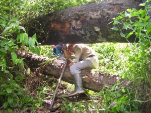 Kayu tumbang hasil Illegal logging