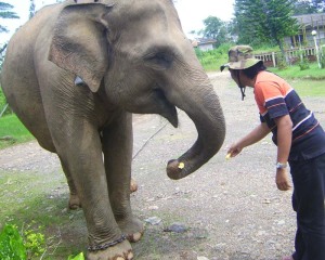 Priyo menyuapi singkong rebus ke Linda si Gajah